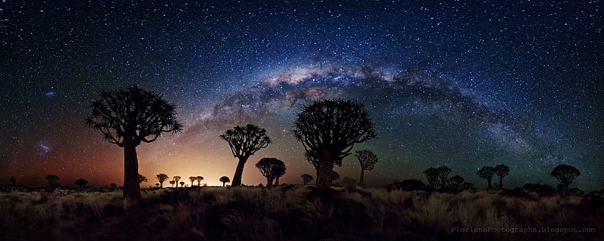 Milky Way over Quiver Trees () HD wallpaper
