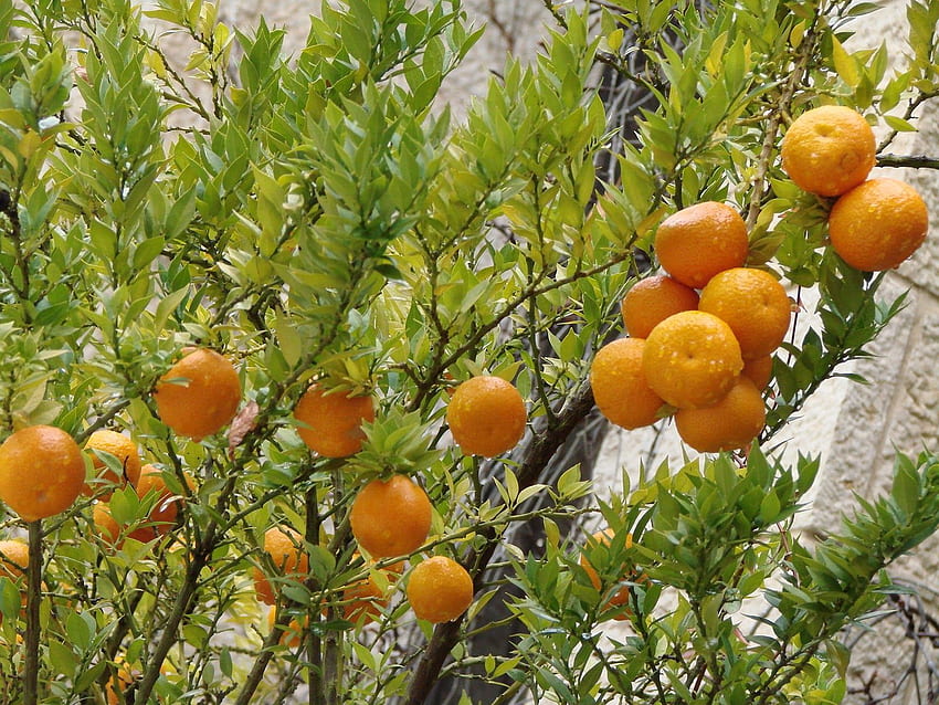 Zitate über Orangenbäume (29 Zitate), Obstgarten HD-Hintergrundbild