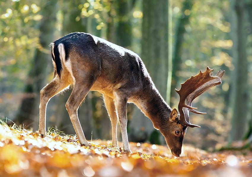 King of the Forest - Deer, animal, wide screen, wildlife, graphy, deer, beautiful HD wallpaper