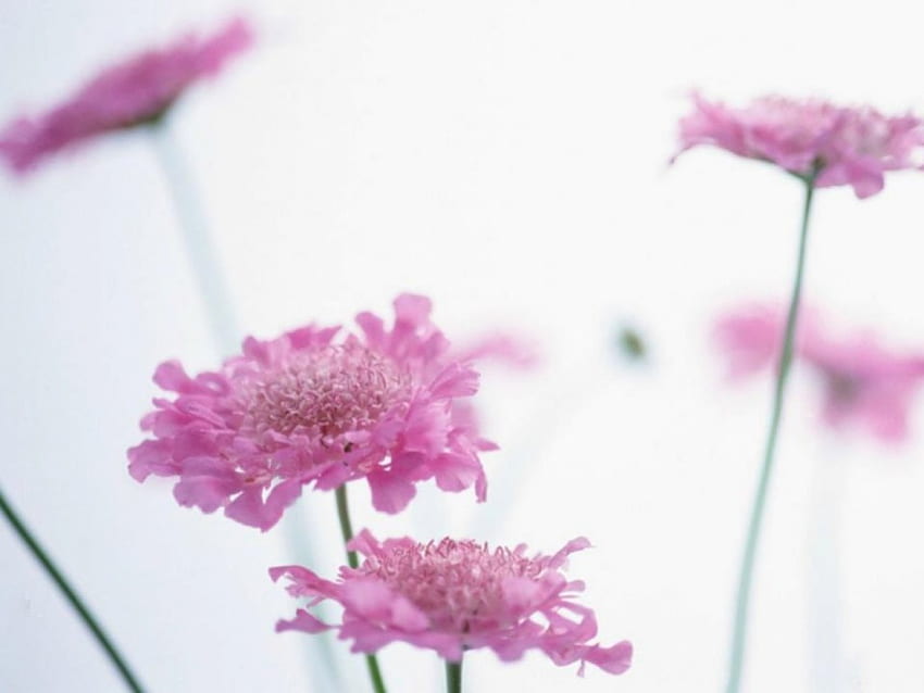 Flower, long stem, pink petals HD wallpaper