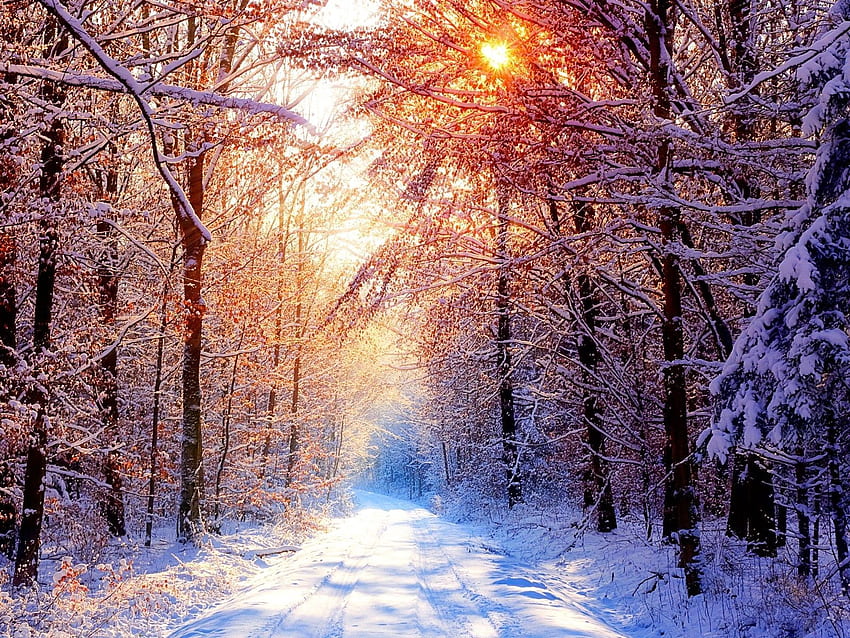 Inverno, Natureza, Árvores, Sol, Neve, Brilho, Luz, Vigas, Raios, Estrada, Floresta, Beco papel de parede HD