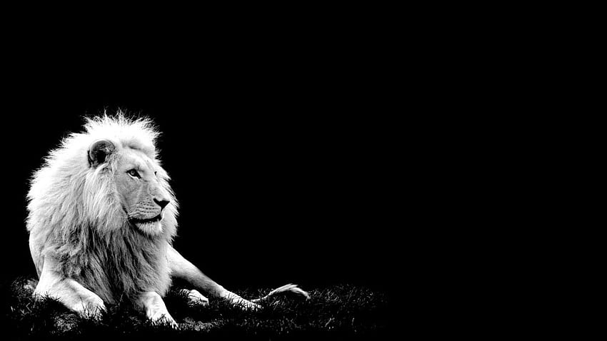 Lew czarno-biały, czarno-biały komputer zwierząt Tapeta HD