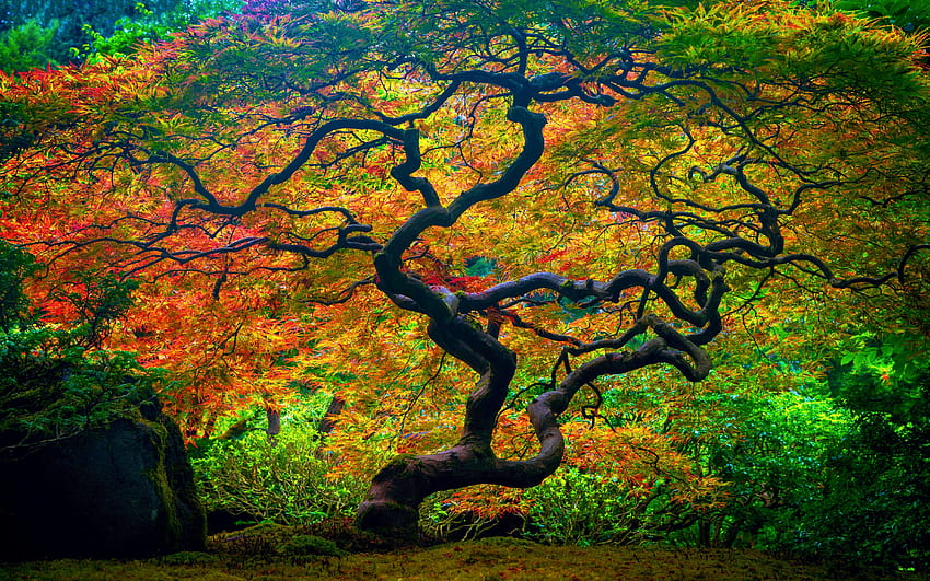 동화에서 곧게 나온 나무들 ~ 일본 정원, 포틀랜드, 색깔, 가을, 미국, 오하이오, 잎 HD 월페이퍼