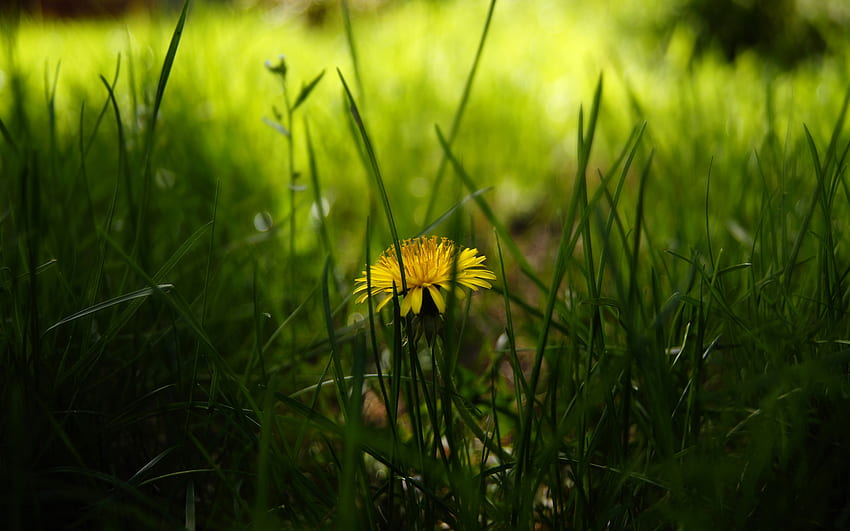 Самотното глухарче, заден двор, зелено, красиво, природа, цветя, трева HD тапет