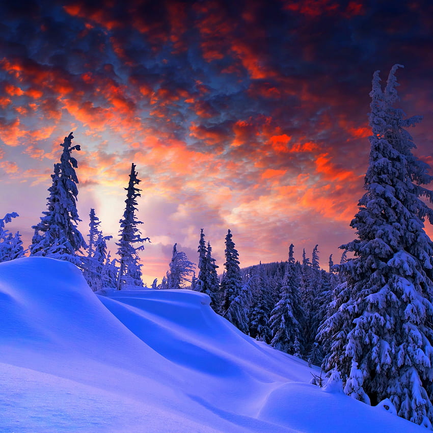 winter evening, beautiful sky, trees, clouds, ipad pro retina, , background, 1199 HD phone wallpaper