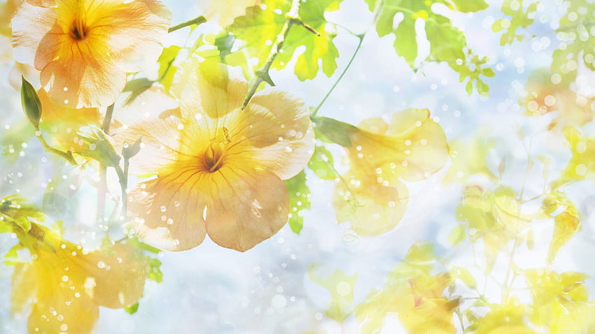 flores, fundo, brilhante, luz, cor Full Background. Primavera, flores, cor clara, flores amarelas papel de parede HD