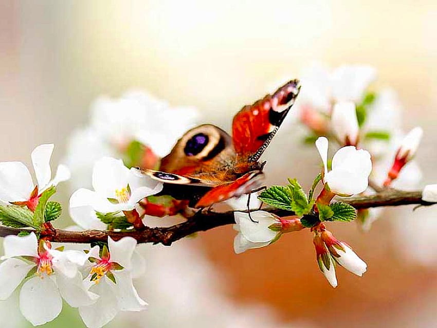 Hermosa mariposa, genial, hermosa, mariposa fondo de pantalla