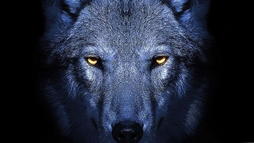 Wolf PS4 Wolf .pro, Blue Wolf Eyes HD wallpaper