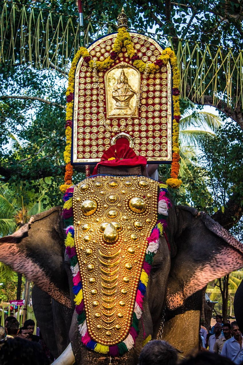 Elefante teniendo Thidambu - Festival Pooram en Kerala, India. Danza de la india, Kerala, Cultura de la India, Elefante de Kerala fondo de pantalla del teléfono