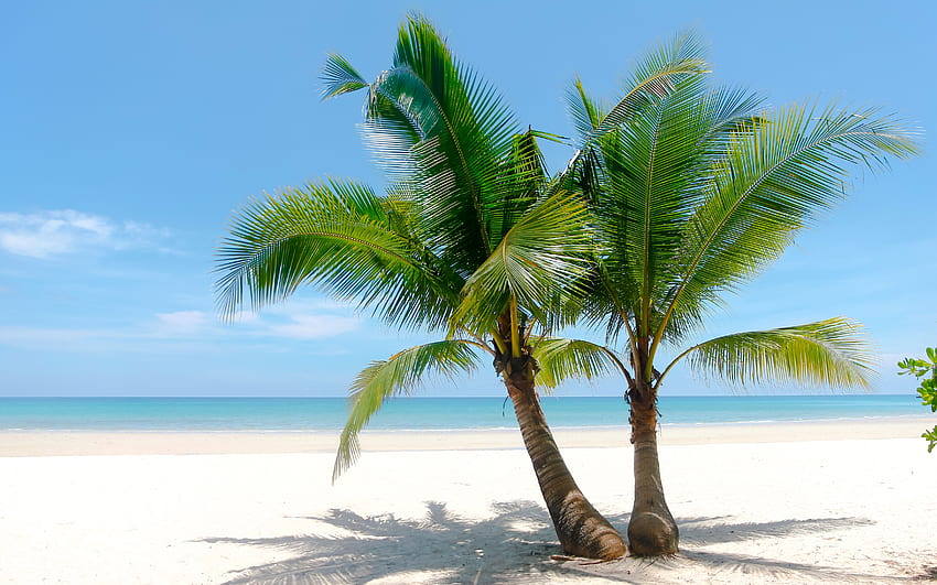 Palma, drzewo, tropikalny, plaża Tapeta HD