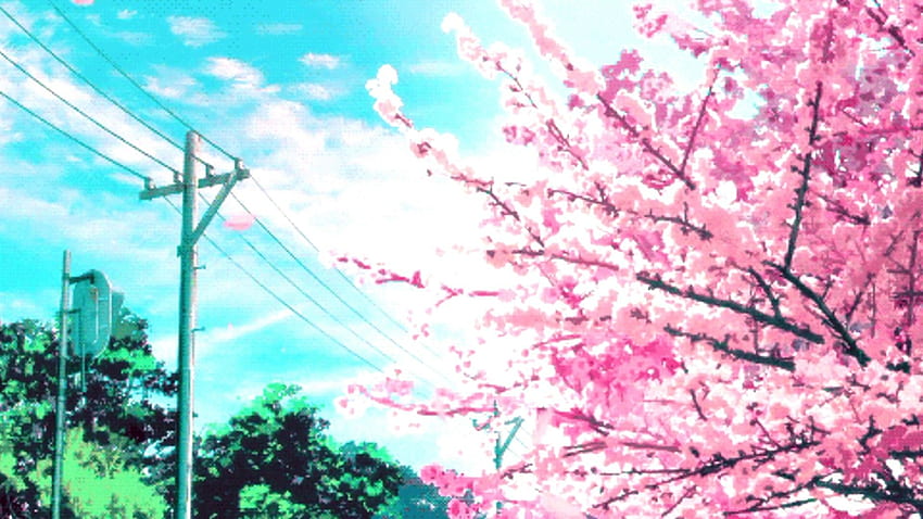 Tło Cherry Blossom .all.asia, Sakura Tree Anime Tapeta HD