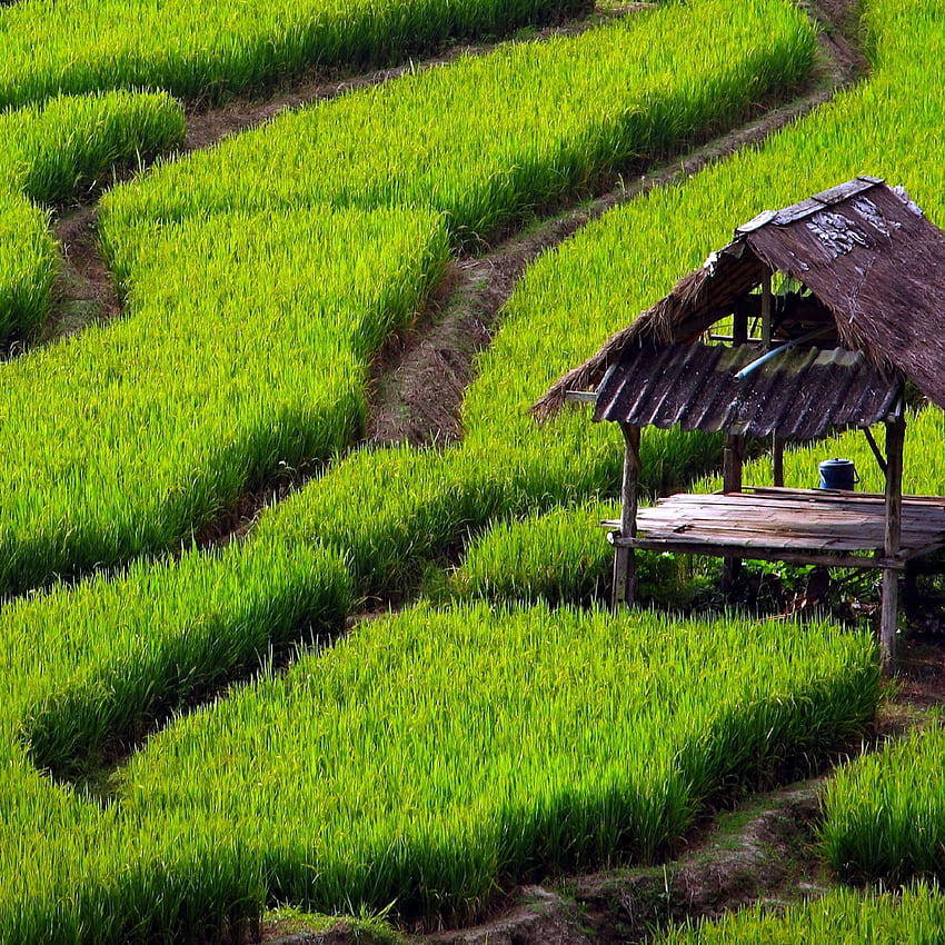 Rice Field Landscape iPad Air HD phone wallpaper