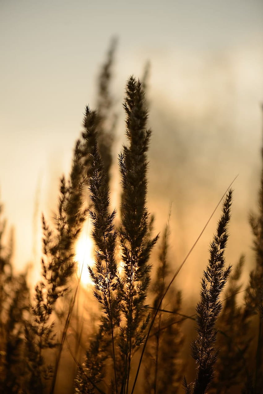 sunset, abstract, abstract background, reeds, plants, bokeh, pond, Abstract Nature HD phone wallpaper