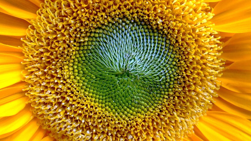 Flower, Macro, Sunflower, Pollen HD wallpaper