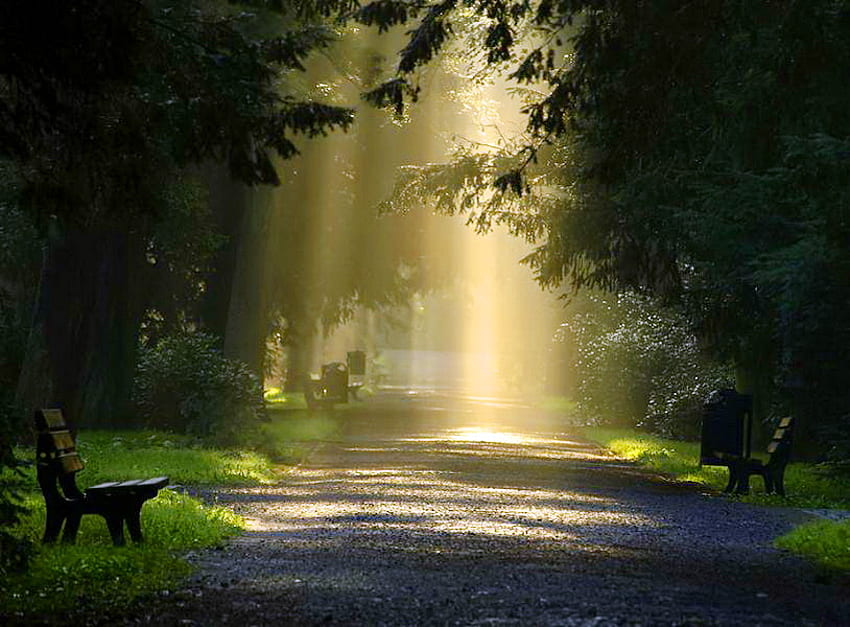 Iluminando el camino, banco, camino, verde, árboles, bosque, rayos de sol. fondo de pantalla