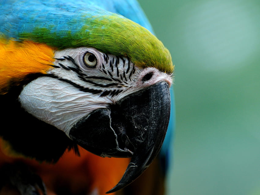 Animals, Parrots, Feather, Bird, Multicolored, Motley HD wallpaper