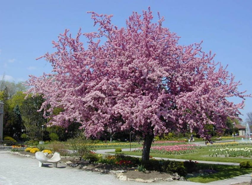 Çiçekli Ağaç, bahar, çiçekli yengeç elması, çiçekler HD duvar kağıdı