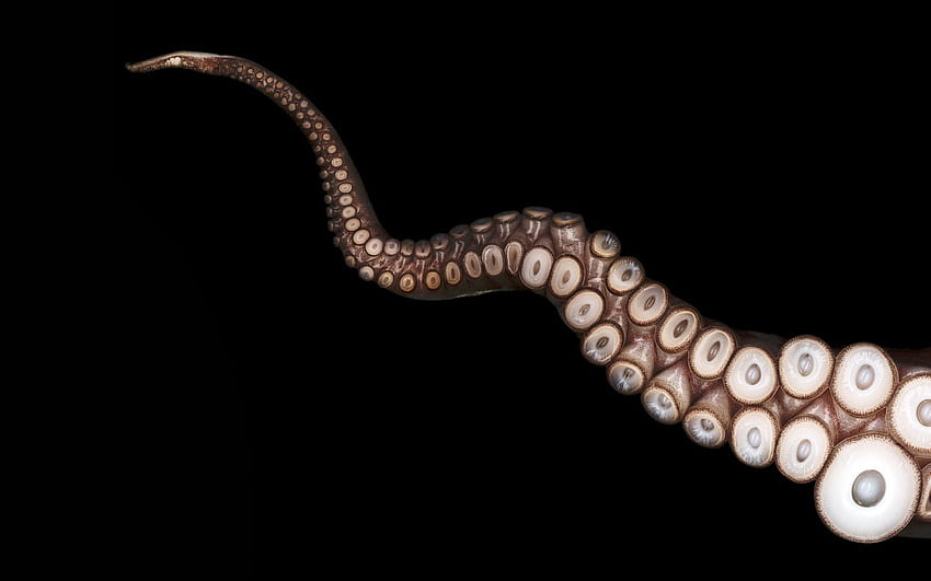 Tentacle, Octopus Minimalistic HD wallpaper