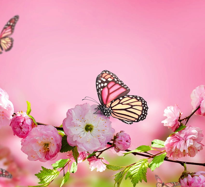 Pink Blossom, butterflies, pink, delicate, beautiful, flowers, spring, bloom, blossom HD wallpaper