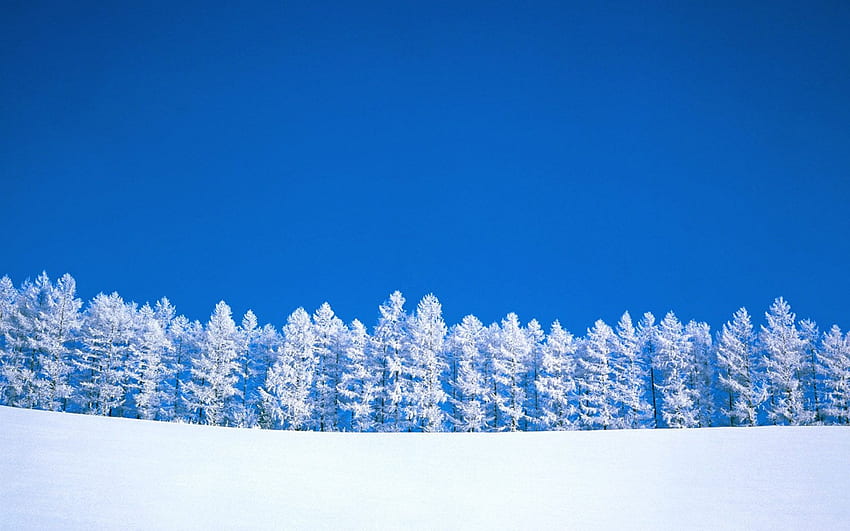 Frosty snowy sunny winter - . HD wallpaper