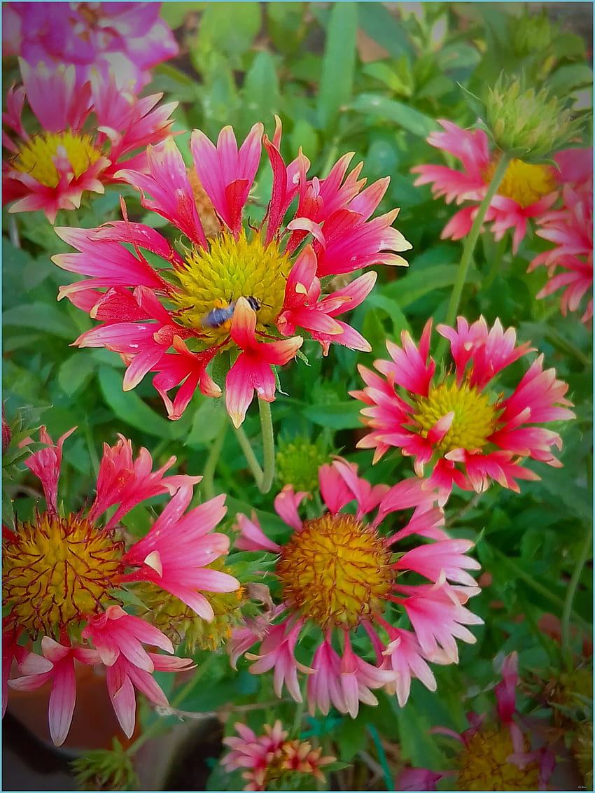 Kostenloses Foto Zum Thema: , Blume, Blumen - Flowers Tapeta na telefon HD