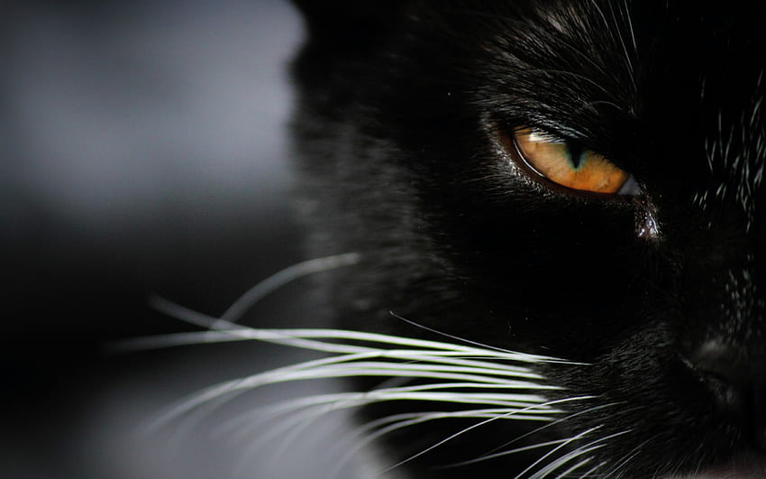 Wütendes schwarzes Katzenauge, Nahaufnahme, , , Hintergrund, 1v9om HD-Hintergrundbild