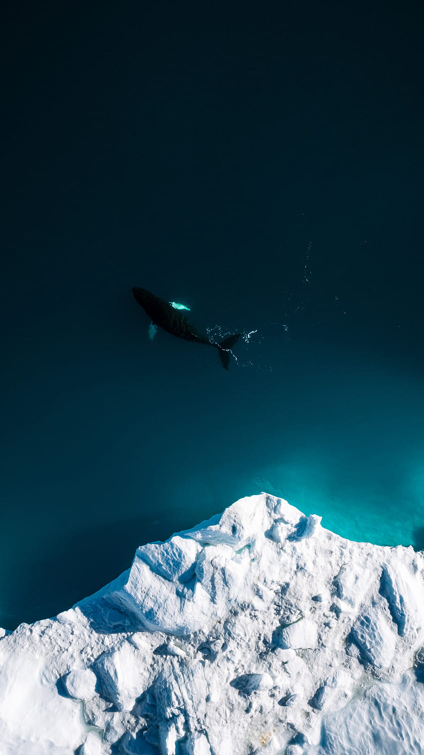 空撮、氷山、クジラ、魚、海 HD電話の壁紙