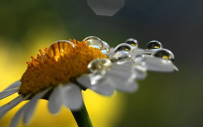 Kamille, Tropfen, Blume, Makro, Schatten, Kamille HD-Hintergrundbild