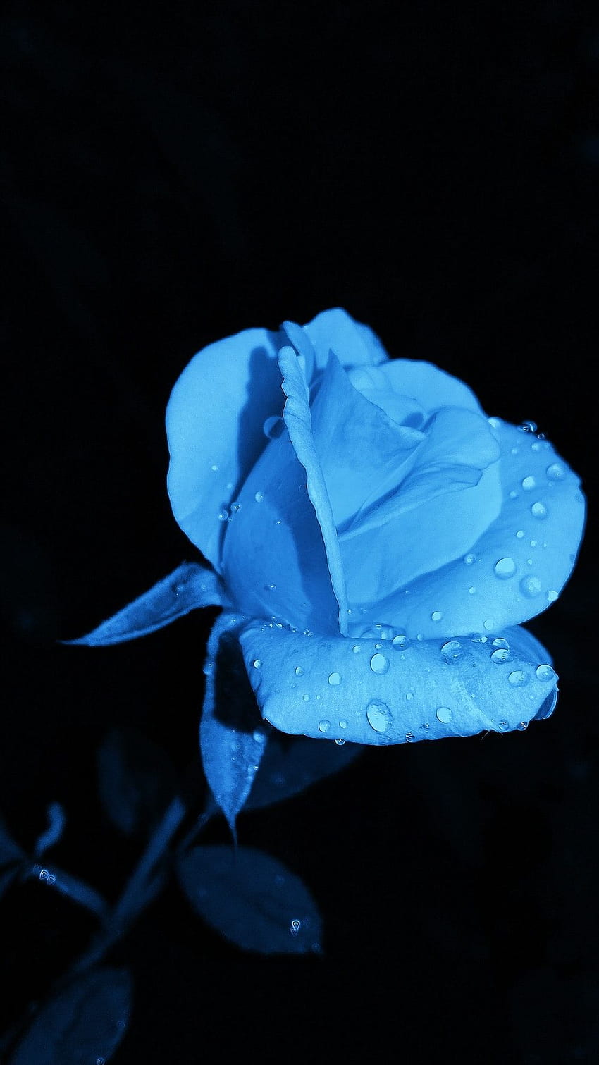 Fiore di rosa blu cielo mobile Sfondo del telefono HD
