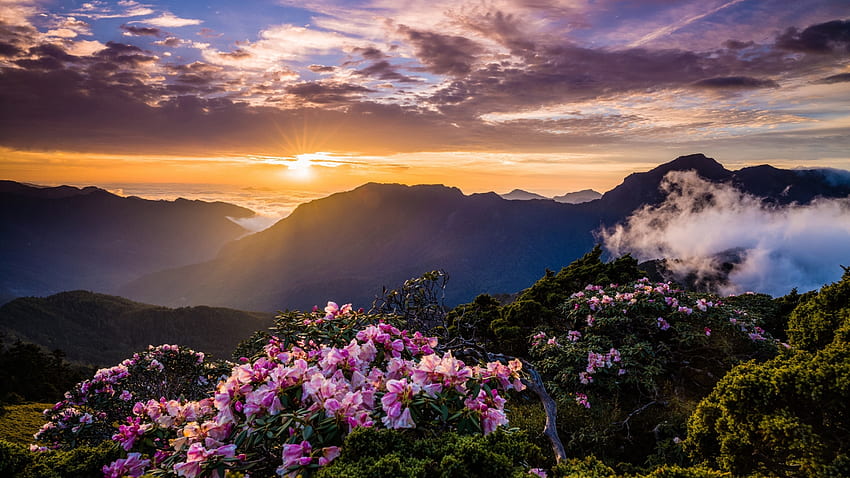 Zachód słońca na Tajwanie, słońce, góry, polne kwiaty, kraj, chmury, kolory, niebo Tapeta HD