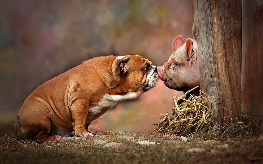 American Bulldog, Piglet, Farm, Friendship Concepts, Fat Dog, Dog and Pig for with resolution . High Quality HD wallpaper