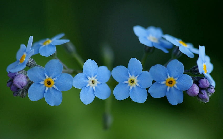 Blumen, Makro, klein HD-Hintergrundbild