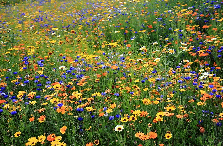 ธรรมชาติ ดอกไม้ ฤดูร้อน ดอกแคมะไมล์ ดอกคอร์นฟลาวเวอร์สีฟ้า โพลีอานา ทุ่งโล่ง วอลล์เปเปอร์ HD