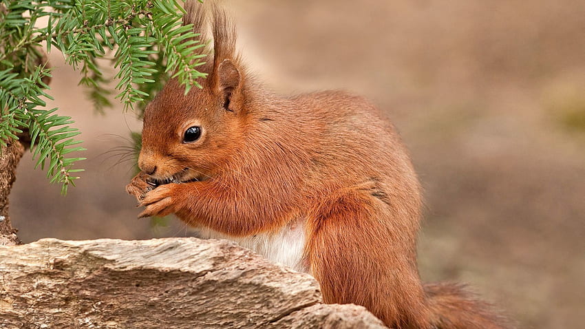 Animali, scoiattolo, colore rosso brillante, ramo di aghi, ramo di aghi Sfondo HD