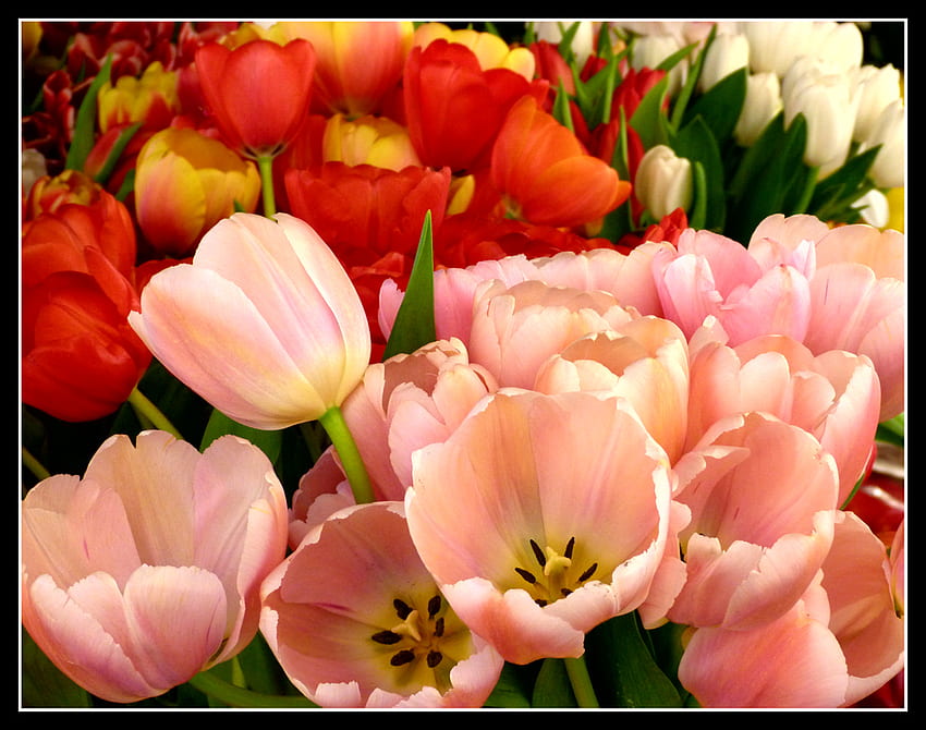 Tulips, pink, yellow, red, colours, flowers, spring, beauty HD wallpaper