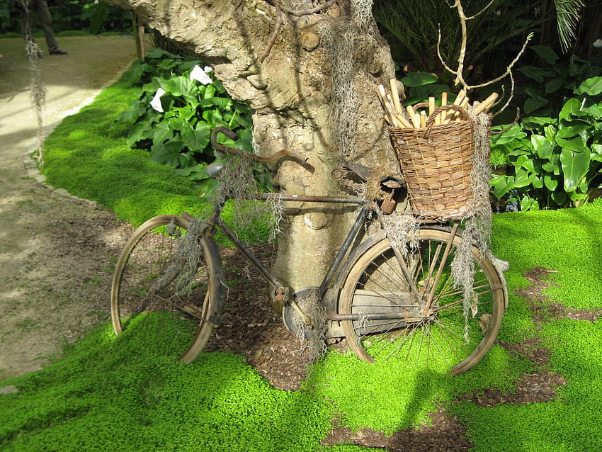 Bike, old, bicycle, sun, green HD wallpaper