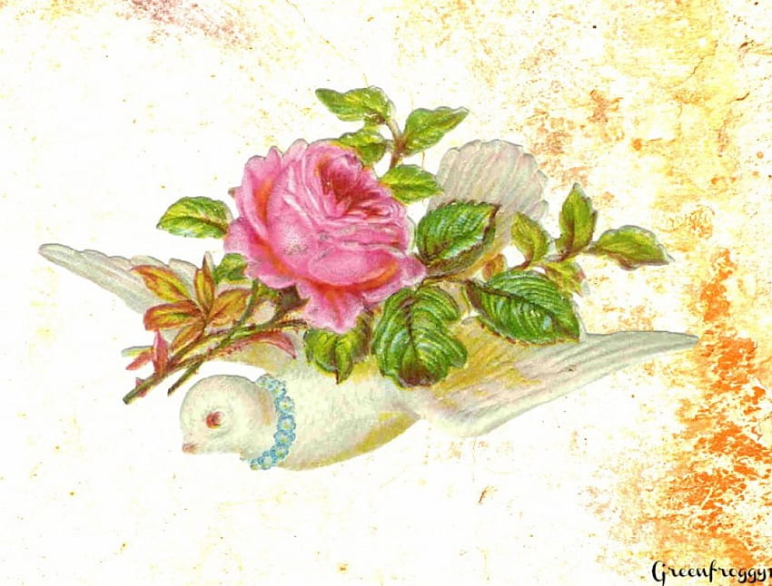 DOVE WITH ROSES, ART, FLOWERS, CREATION, DOVE HD wallpaper
