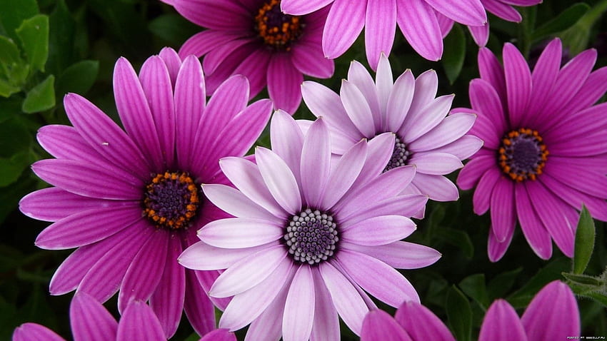 Plantes, Fleurs, Violette Fond d'écran HD