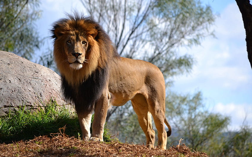 Zwierzęta, lew, drapieżnik, duży kot Tapeta HD