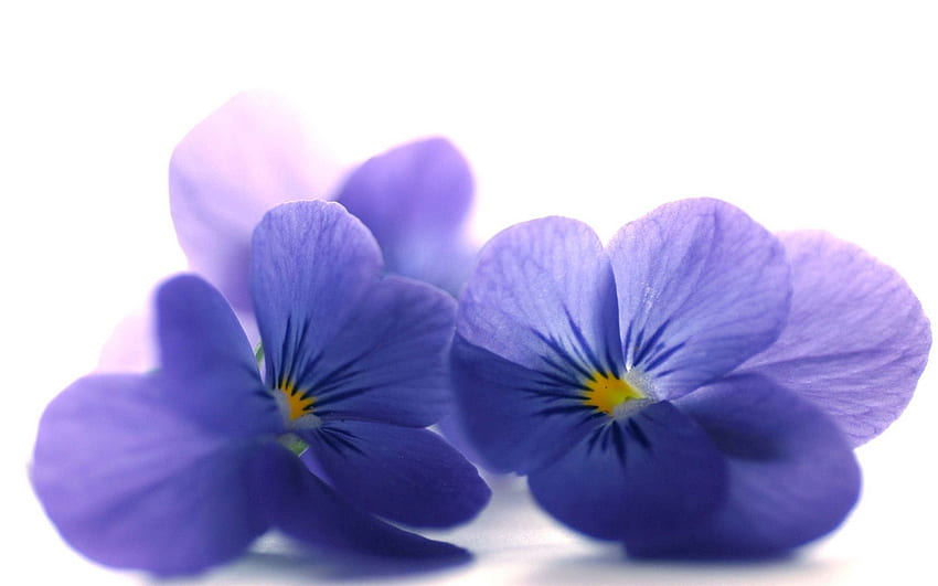 Fiori, petali, primo piano, viola blu Sfondo HD