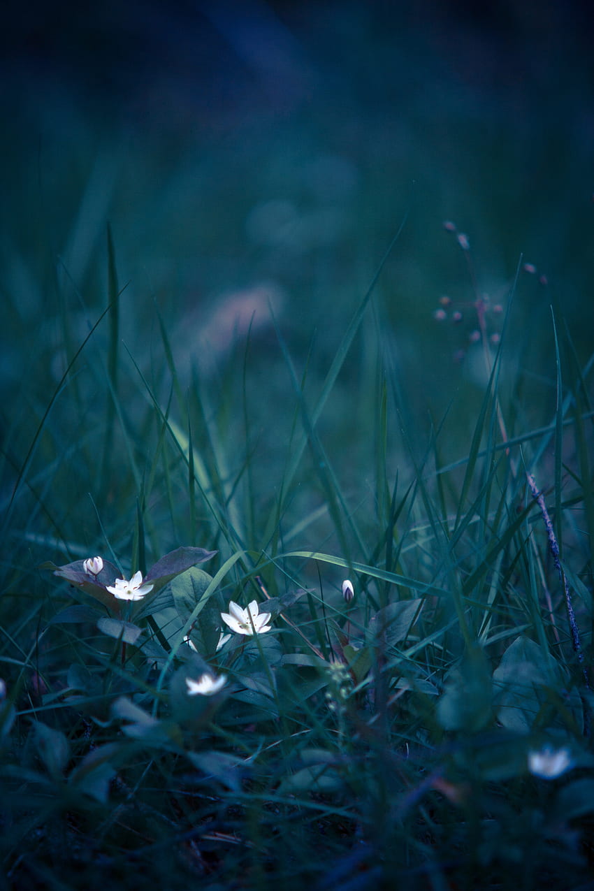 Flowers, Grass, Macro, Blur, Smooth, Wild Flower, Field Flower HD phone wallpaper