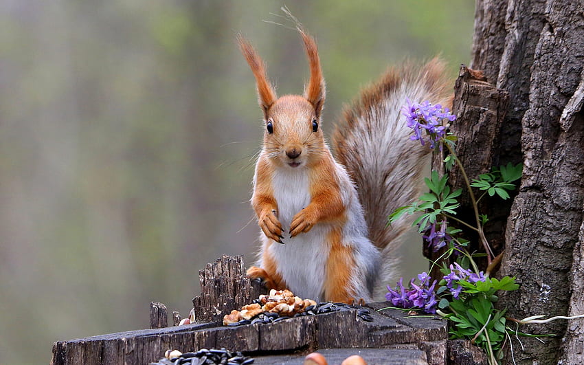Squirrel, animal, rodent, tree HD wallpaper