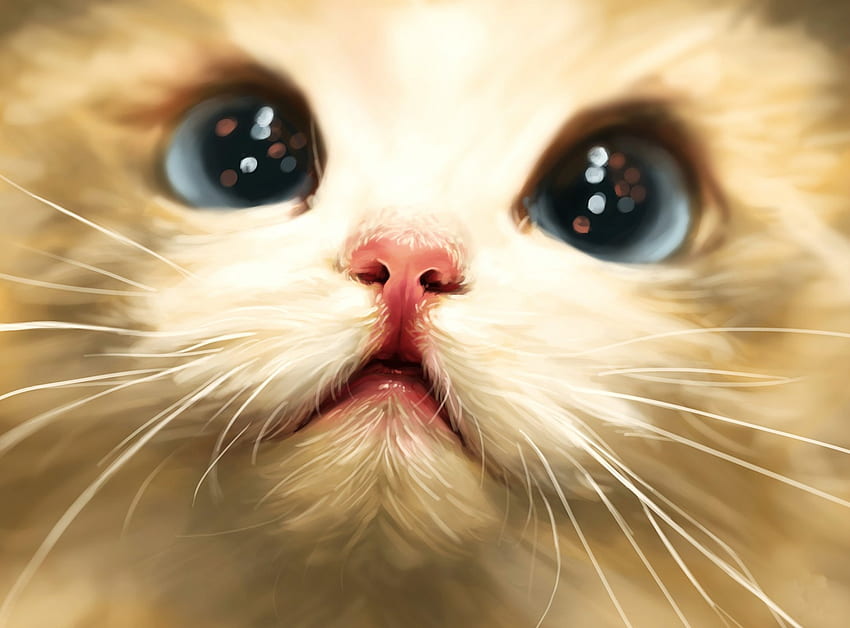 Cute Kitten Face, gatinho, close-up, espumante, olhos, rosto, fofo papel de parede HD
