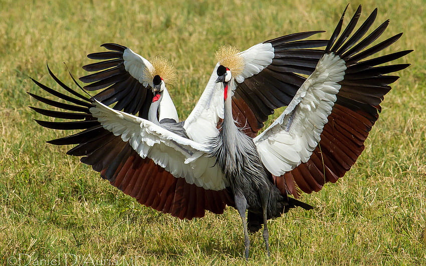 crowned, Crane, Cranes, Dance, Birds / and Mobile Background HD wallpaper