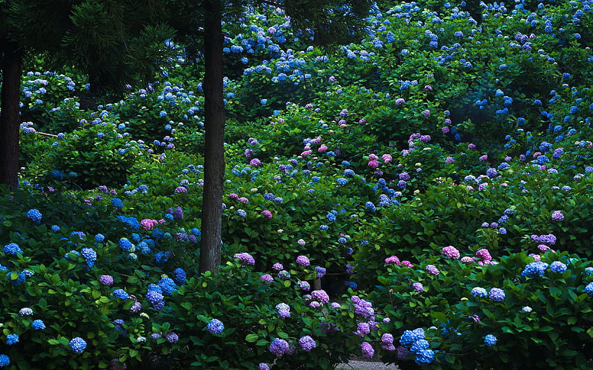 Kyoto Japan Gardens Flowers Hydrangea HD wallpaper