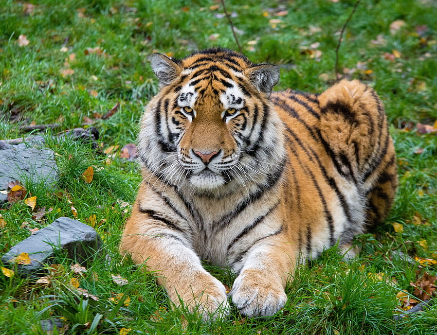Animales, mentiras, depredador, gato grande, tigre, tigre siberiano fondo de pantalla