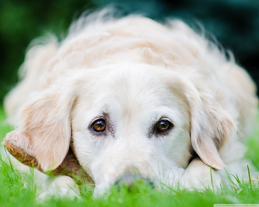 Gentle Puppy, hayvan, köpek, köpek yavrusu, beyaz, gözler, çim HD duvar kağıdı