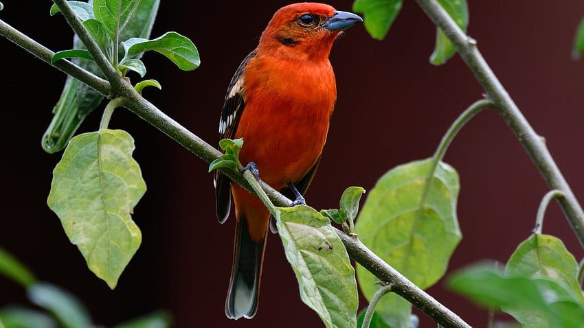 Pássaro preto vermelho está empoleirado no galho de árvore em pássaros de fundo escuro papel de parede HD