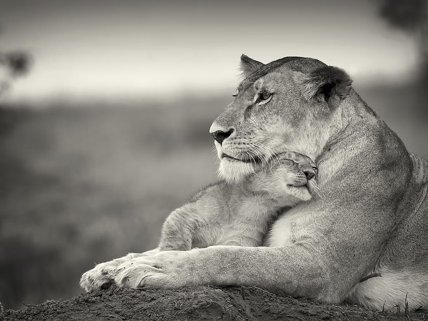 Animals, Young, Couple, Pair, Lion, Bw, Chb, Joey, Wool HD wallpaper