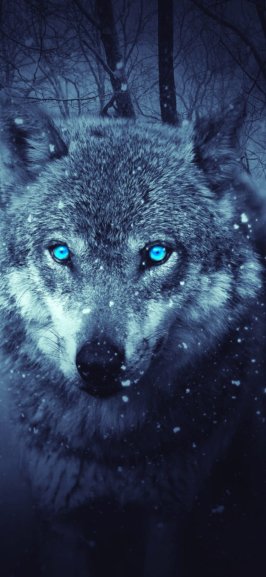 Wolf , Blue eyes, Snowfall, Winter, Night, Forest, , Animals HD phone wallpaper